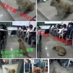 学霸狗