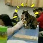 南昌大学现学霸猫 跟同学们一起上课