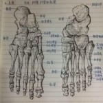 军医大学霸手绘骨骼图 网友：收下我的膝盖